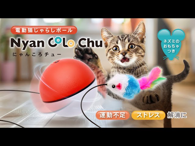 AXL-766】電動猫じゃらしボール にゃんころチュー - YouTube