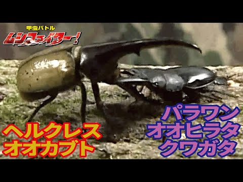 公式】ヘルクレスオオカブト（ヘラクレスオオカブト） vs パラワンオオ