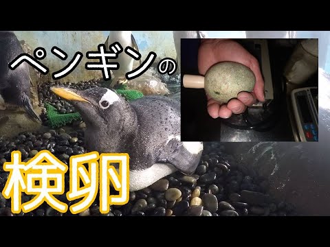 ペンギンの卵の検卵を行いました！ Penguin Egg Candling - YouTube