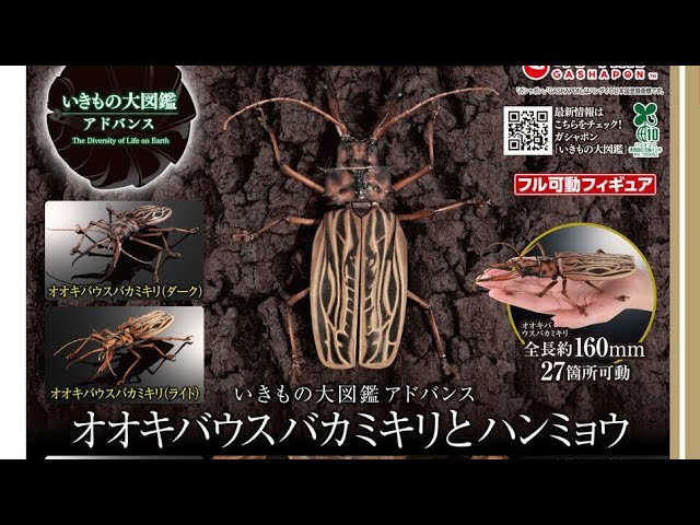 Large-legged beetle and tiger beetle