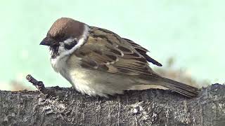 枝上の餌場に集まって来る雀達 20260123（天満宮） - YouTube