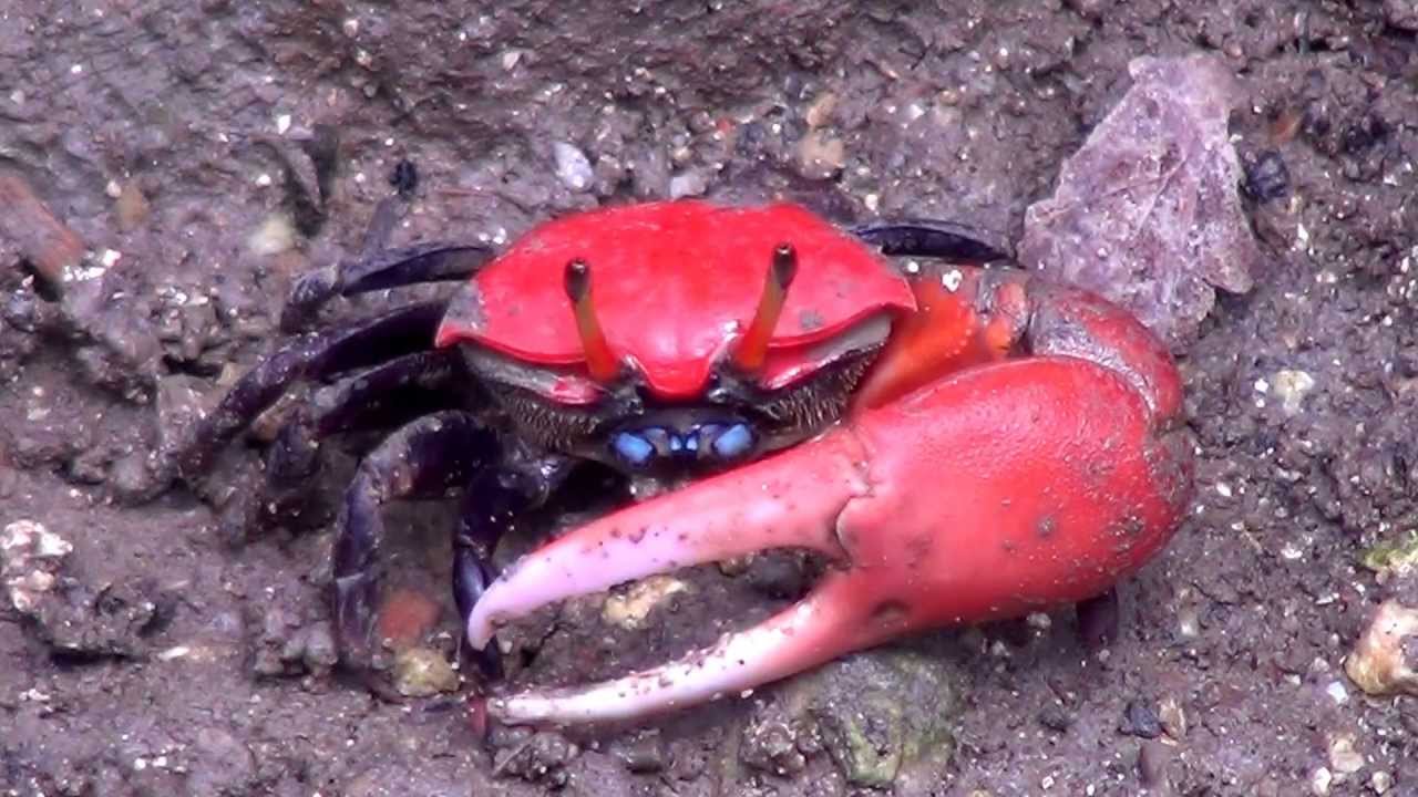 ベニシオマネキ | 漫湖水鳥・湿地センター