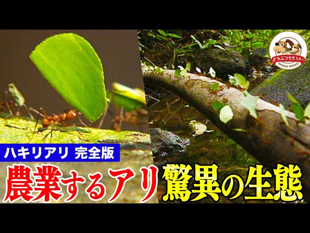 Leaf-Cutter Ants~Fungus Farmers in Panama's Perilous Jungle - YouTube