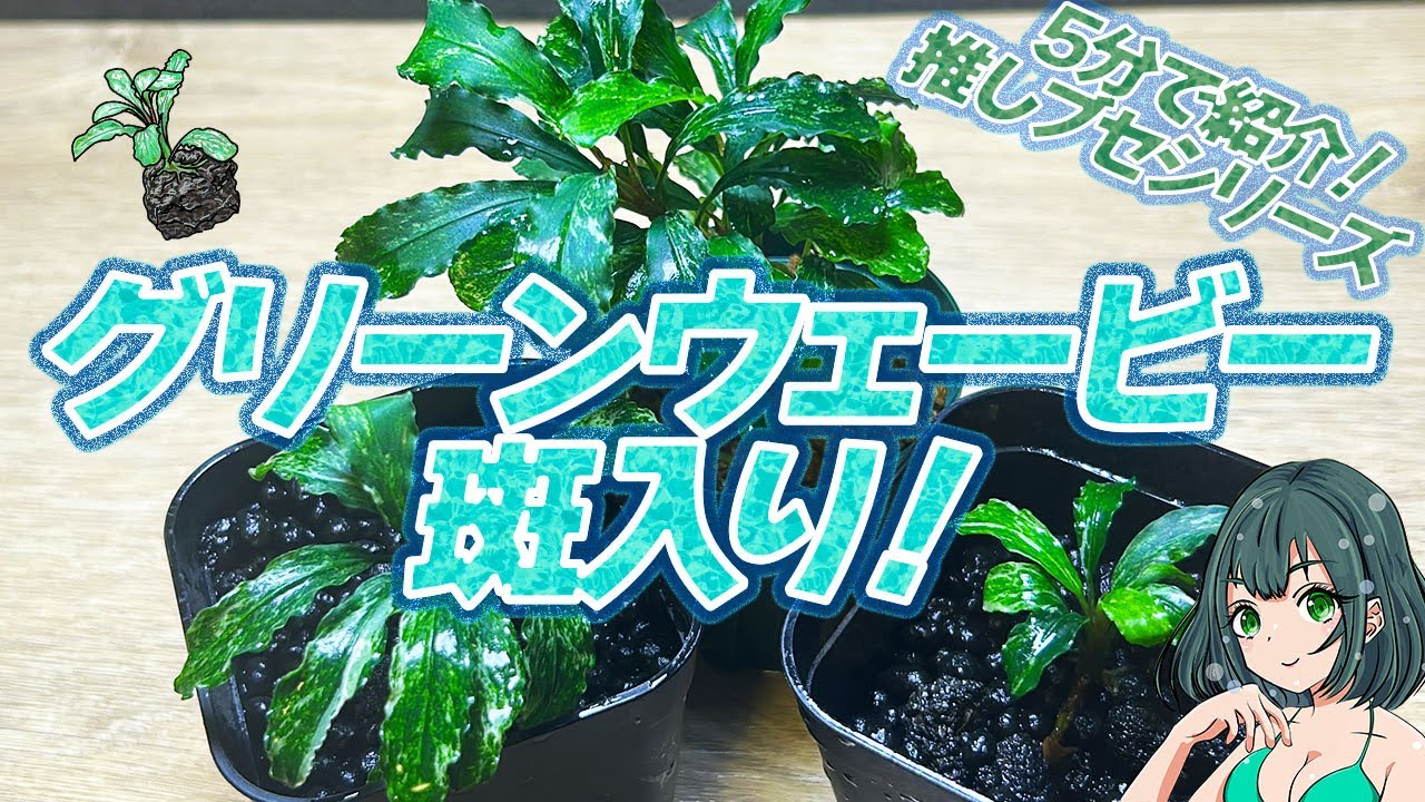 ブセファランドラsp. グリーンウェービー 斑入り バリエガータ 水上葉