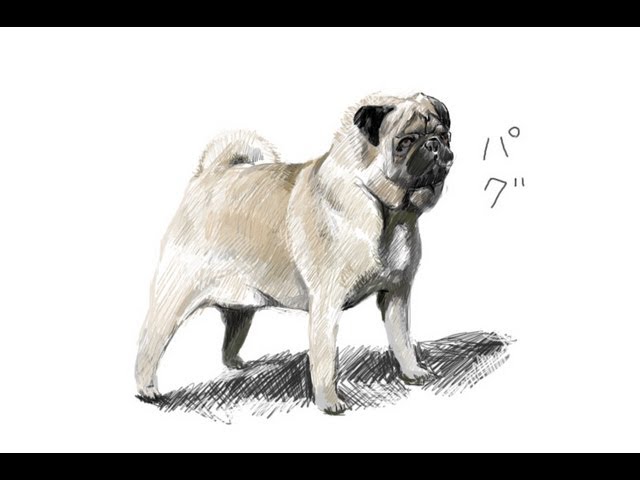 りんねです。パグ 色鉛筆画 犬の絵 りんね様専用です。色鉛筆画 パグ
