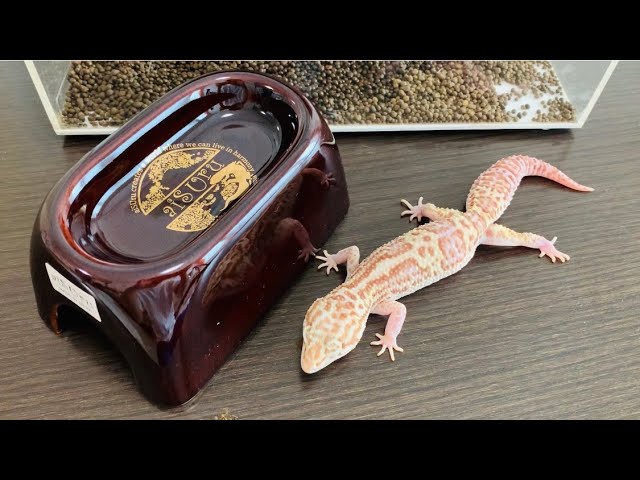 新色】高級シェルター地域限定色がめちゃくちゃカッコいい - YouTube