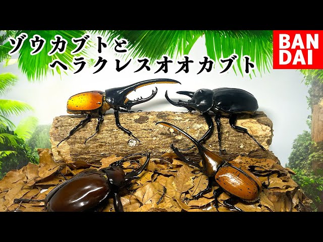 The biggest stag beetle gacha in history is amazing 😱 [Living