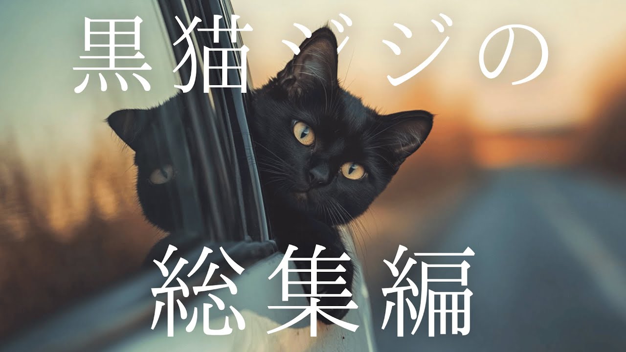 Jiji the Black Cat's Shorts Compilation 🐾 - YouTube