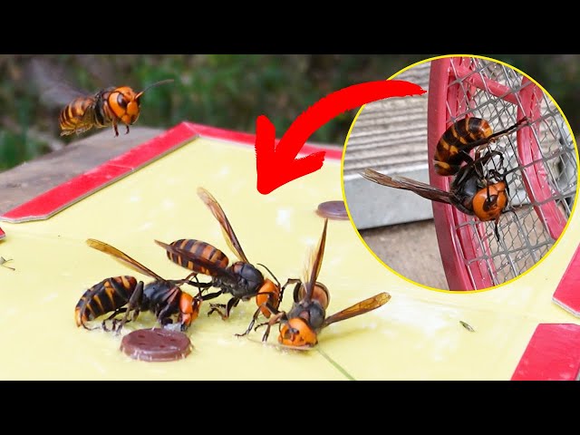 Use sticky sheets to eliminate giant hornets and protect Japanese
