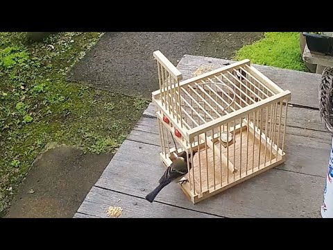 重力降下扉式機能鳥籠15型・動作確認しました。 - YouTube