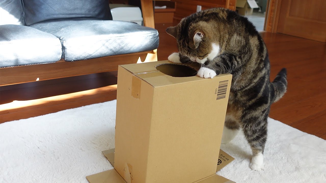 ゆねこまる ねこまる ぎねこ丸 ぎねこ丸 ねこまる ZX(原付)