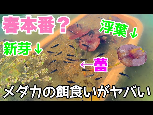 りこ様発注分メダカビオトープ♫茶色 りこ様発注分メダカビオトープ♫茶色