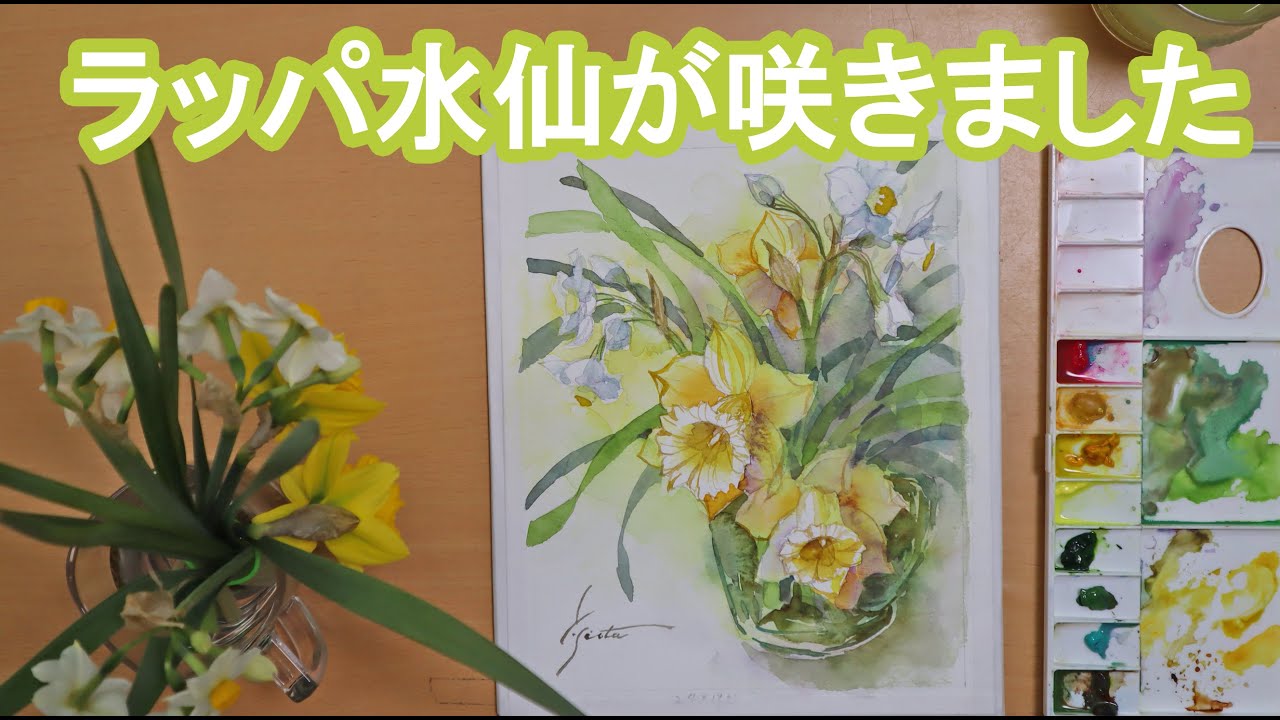 透明水彩画】ラッパ水仙が咲きました - YouTube