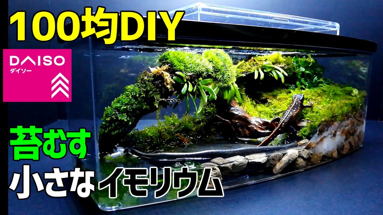 How to Make Tabletop MossTerrarium/Aquaterrarium/Vivarium - YouTube