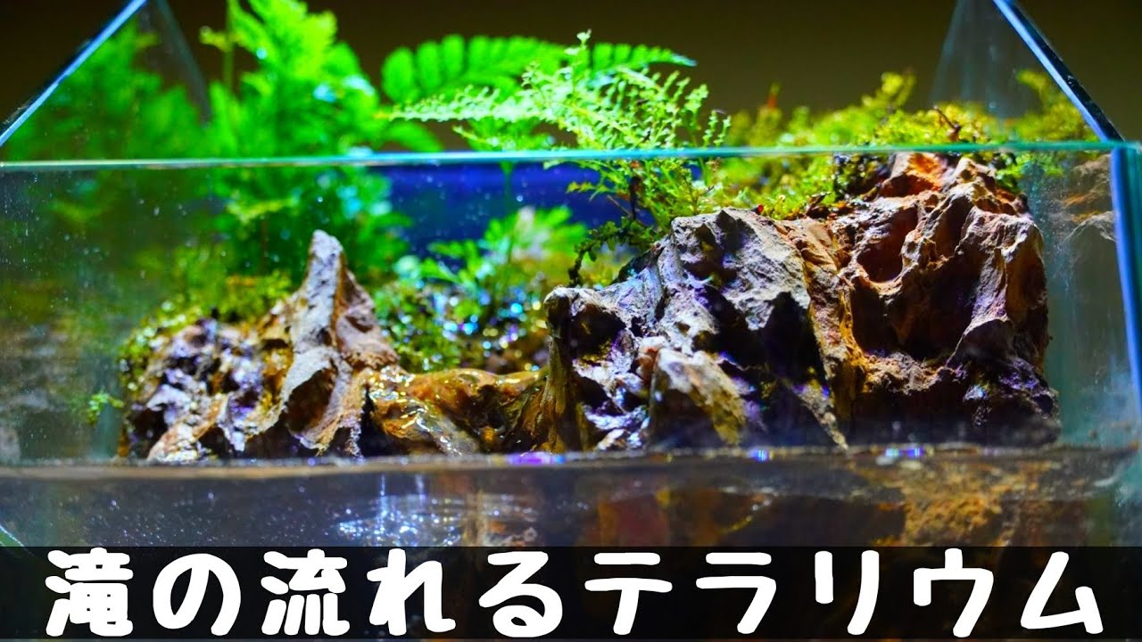 夕方 オーダー作品 アクアテラリウム イモリウム 夕方 オーダー作品