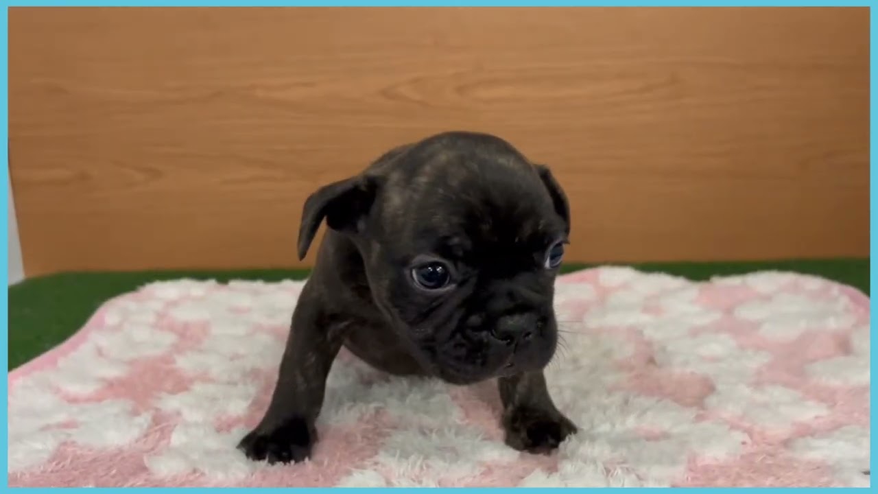 746770 フレンチブルドッグ - YouTube