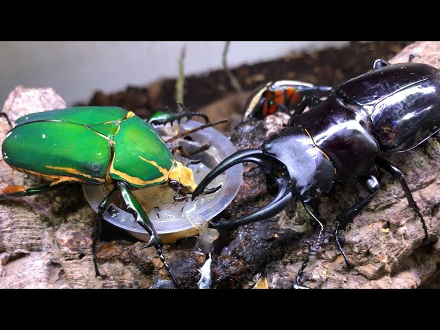 ウガンデンシスオオツノカナブンvsダールマンツヤクワガタ - YouTube