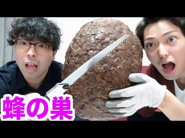 What's inside a giant hornet's nest? - YouTube