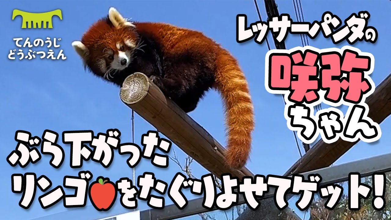 天王寺動物園】紐でぶら下がったリンゴ、どうやってとる