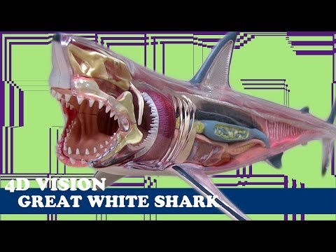 立体模型】4D VISION GREAT WHITE SHARKを作ってみました - YouTube