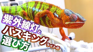 爬虫類 カメレオン 飼育 5点セット ケージ UVライト ヒーティング