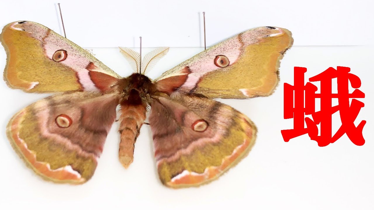 10分で分かる】蛾の標本作り - YouTube
