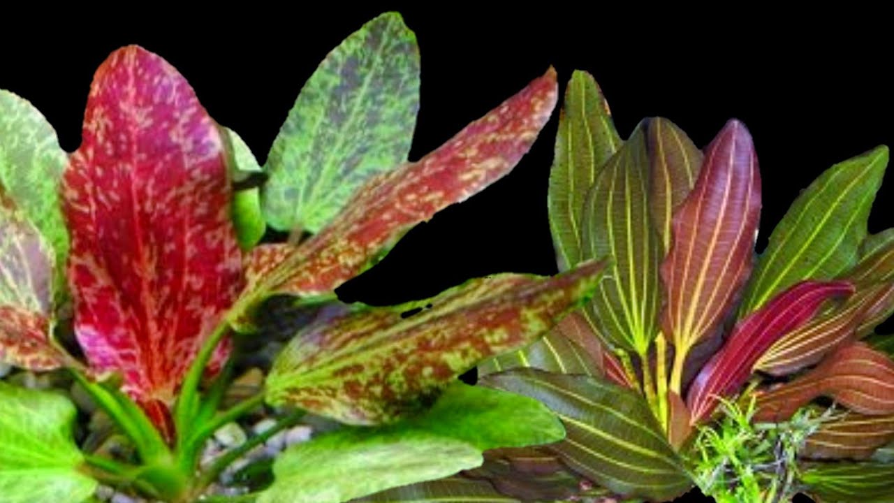 な*ー様 エキノドルス ホレマニー スーパーレッド Echinodorus