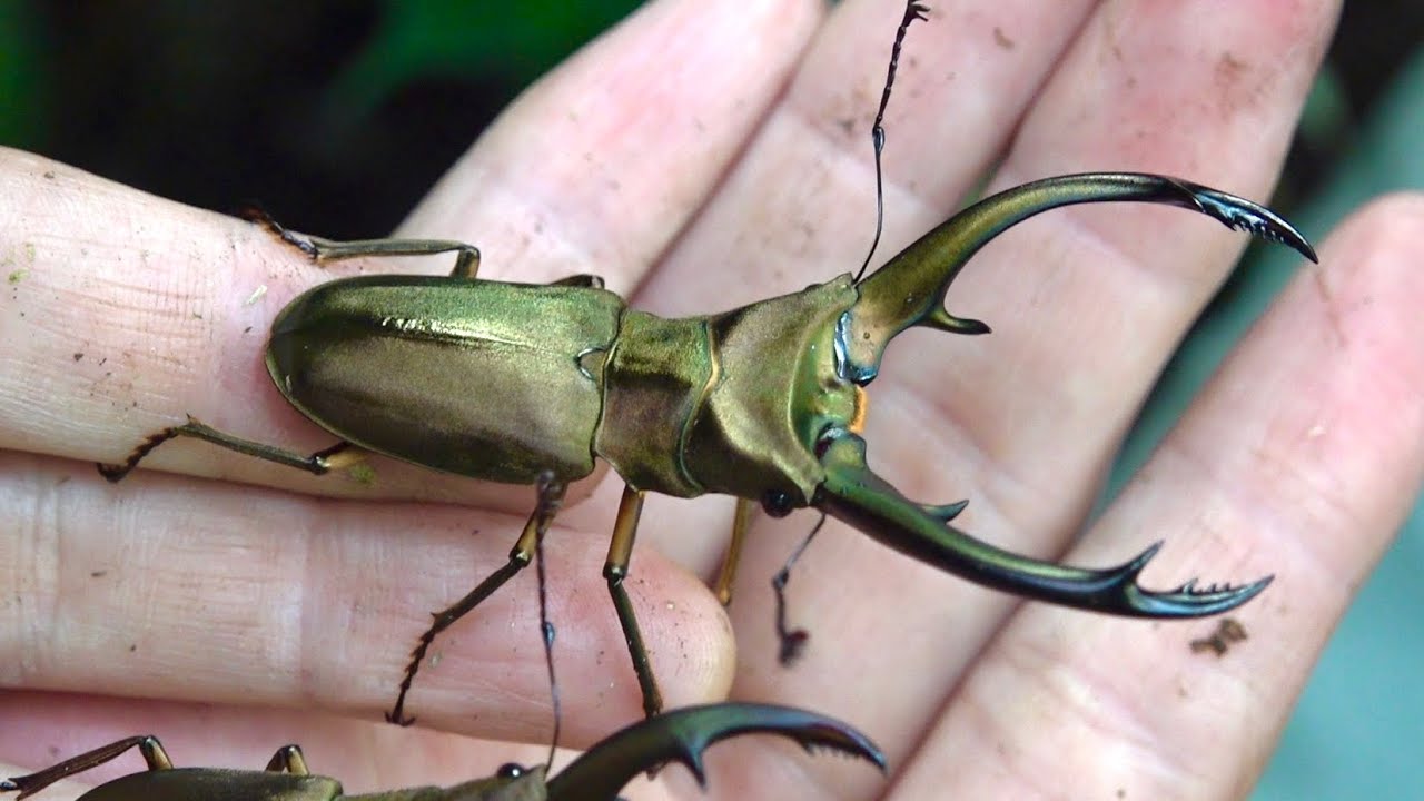 Capturing a wild cyclommatus in the Indonesian forest! - YouTube