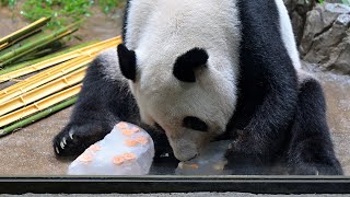 パンダ パンダTC＋ブライト｜TENT｜PRODUCTS｜tent-Mark DESIGNS