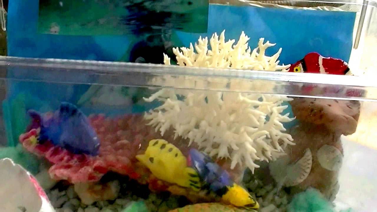 海水魚水槽】 白化サンゴの色付け サンゴ水槽部20話 - YouTube