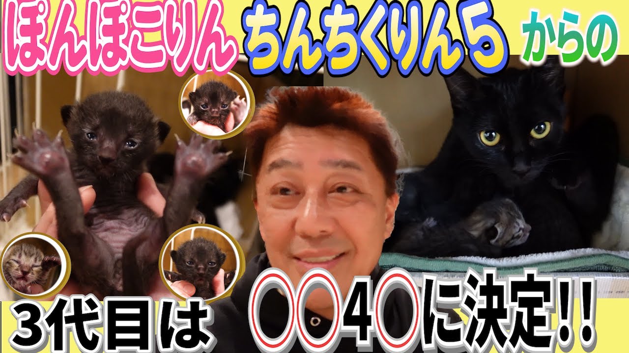 猫の巣猫の草編み巣4 猫の巣猫の草編み巣4