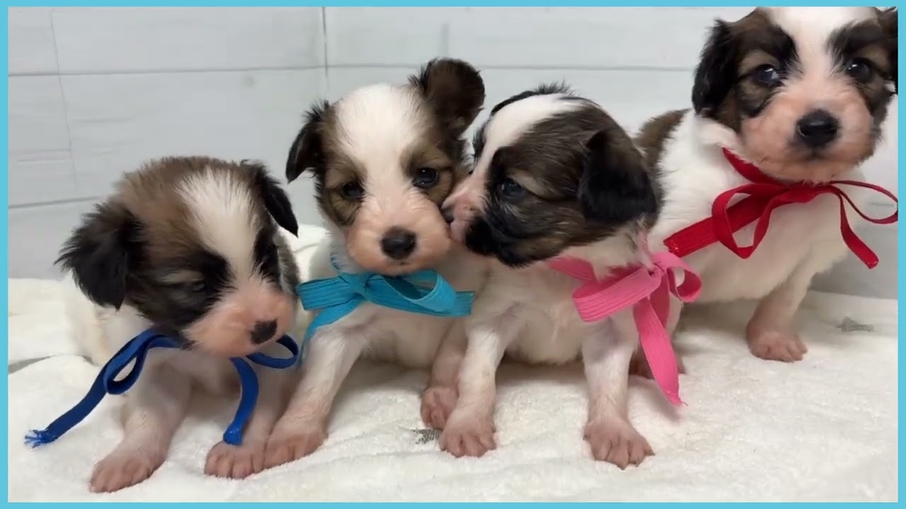 747525 パピヨン - YouTube