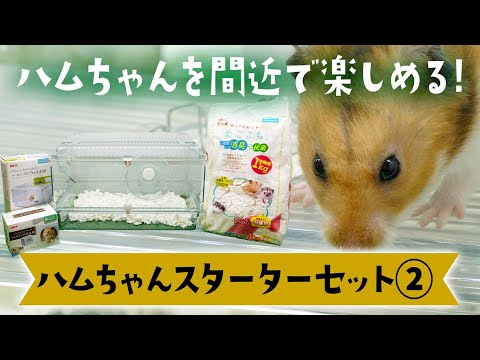 ハムちゃんを近くで楽しめる!】ハムちゃんスターターセット② - YouTube