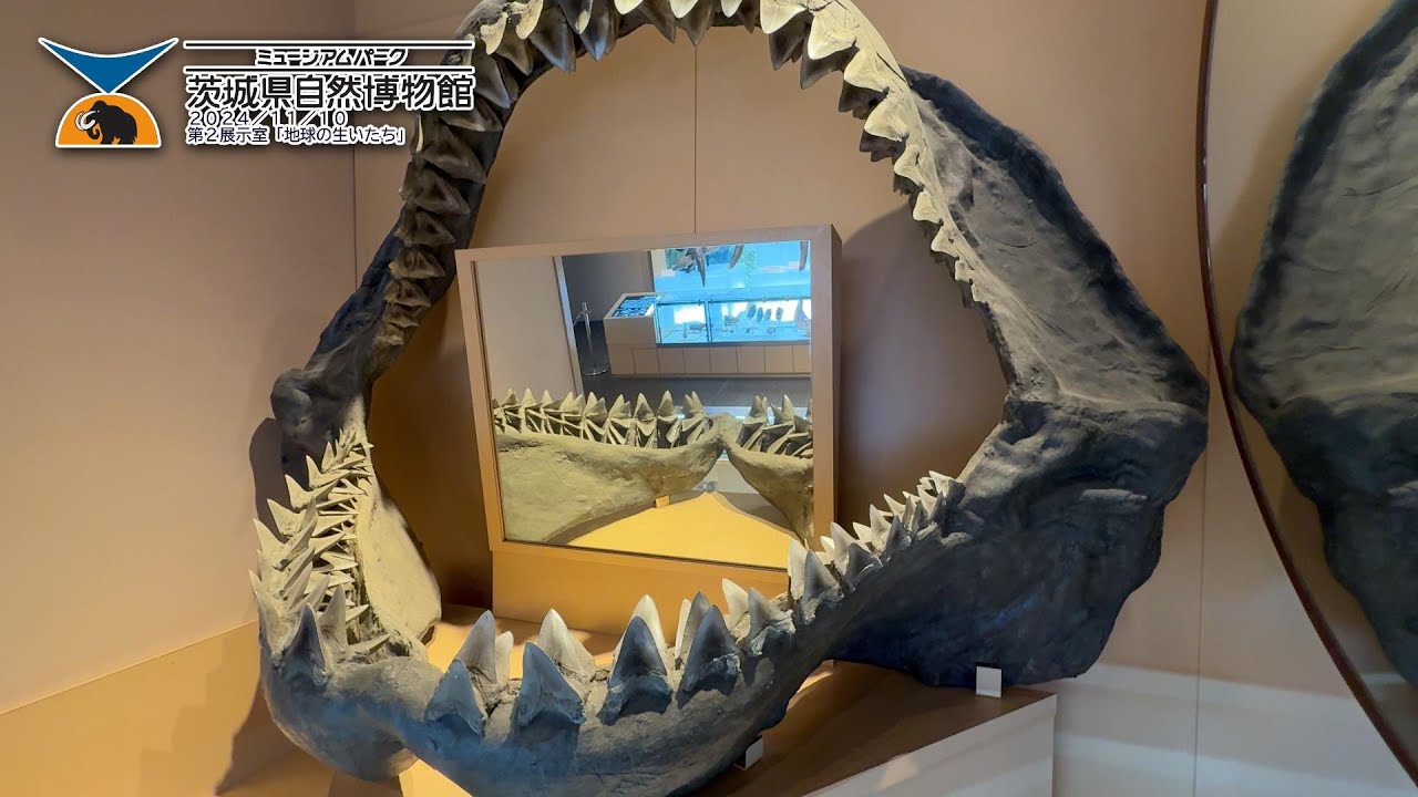世界最大級の巨大サメの歯の化石：2006年五浦海岸で発見、茨城県