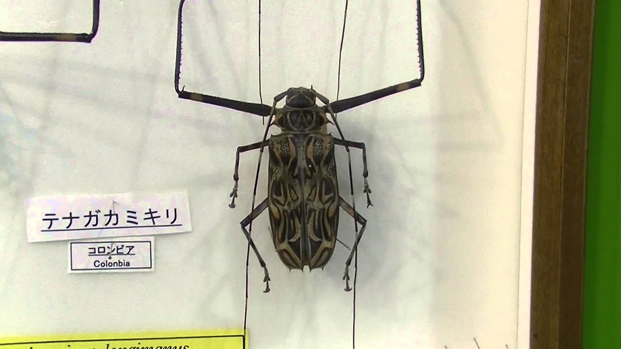 専用】テナガカミキリ 全長74mm 昆虫標本甲虫など 専用】テナガ