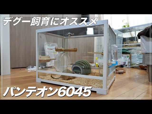 パンテオン6045 Degu] Introducing the Pantheon 6045! Explanations