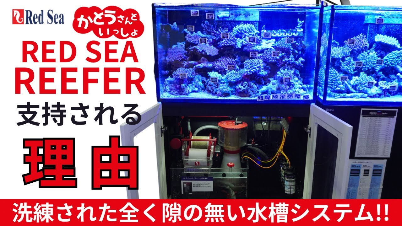 海水魚水槽 フルセット】レッドシー リーファー が支持される理由を
