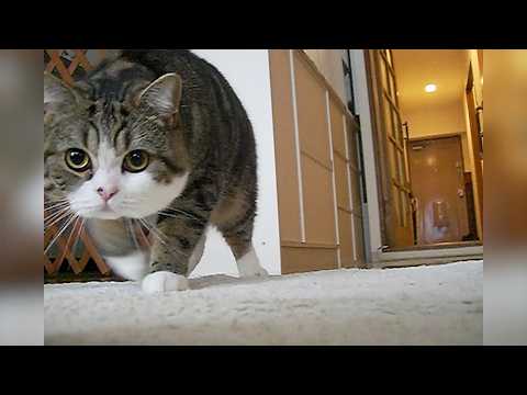 まるです まるです16。-I am Maru 16.- - YouTube