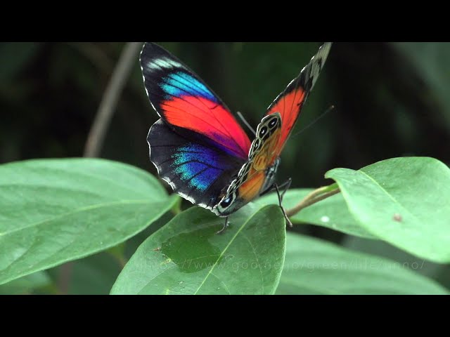 外国産蝶標本】アッコウスバ♂/チベット.ラサ産/54mm