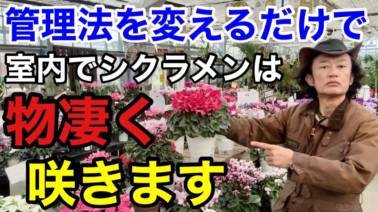 I didn't know] I'll teach you how to care for your cyclamen in a