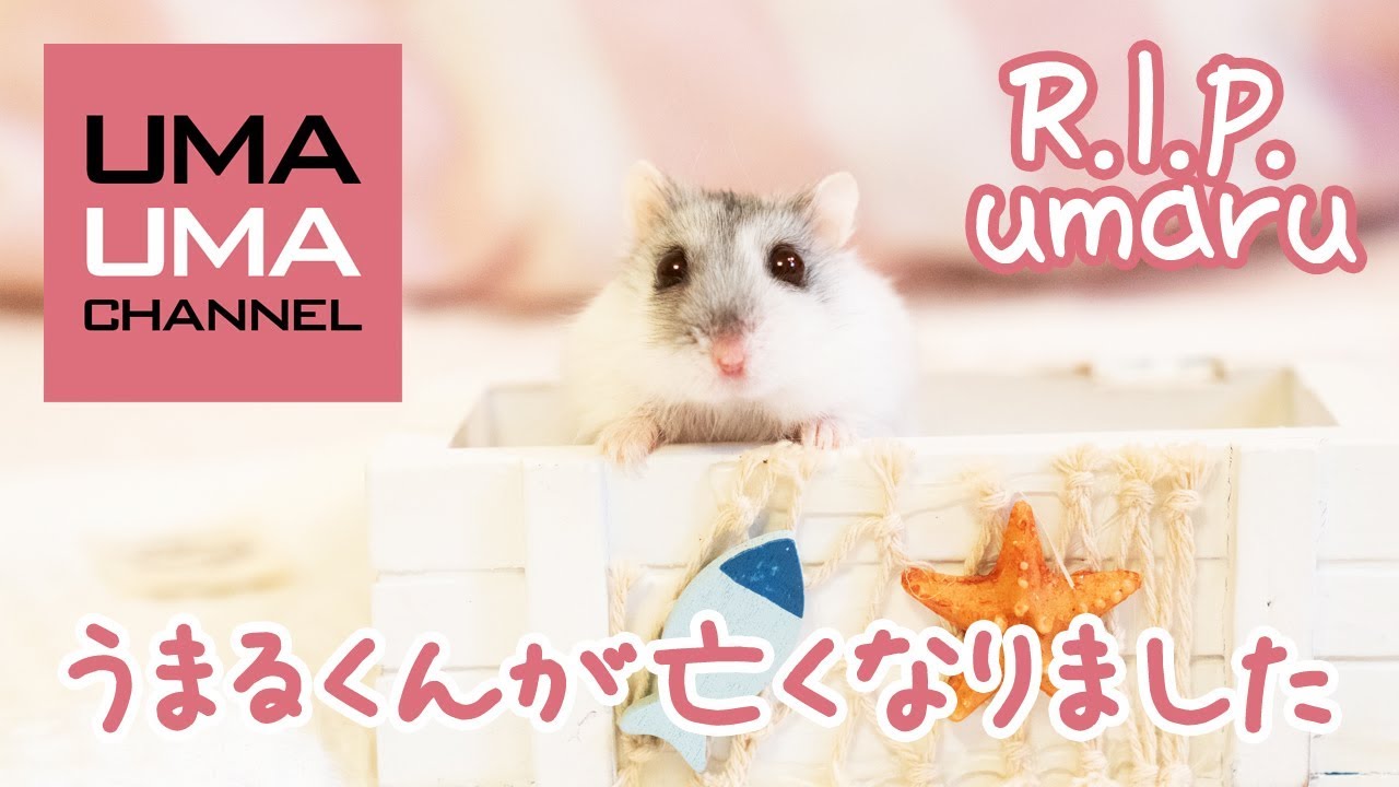 激カワ☆うまるくんにうまるちゃん帽をかぶってもらったよ【うまる#32