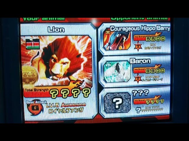 アニマルカイザー 英語 ライオン ゴールドチャンピオン Lion アニマル