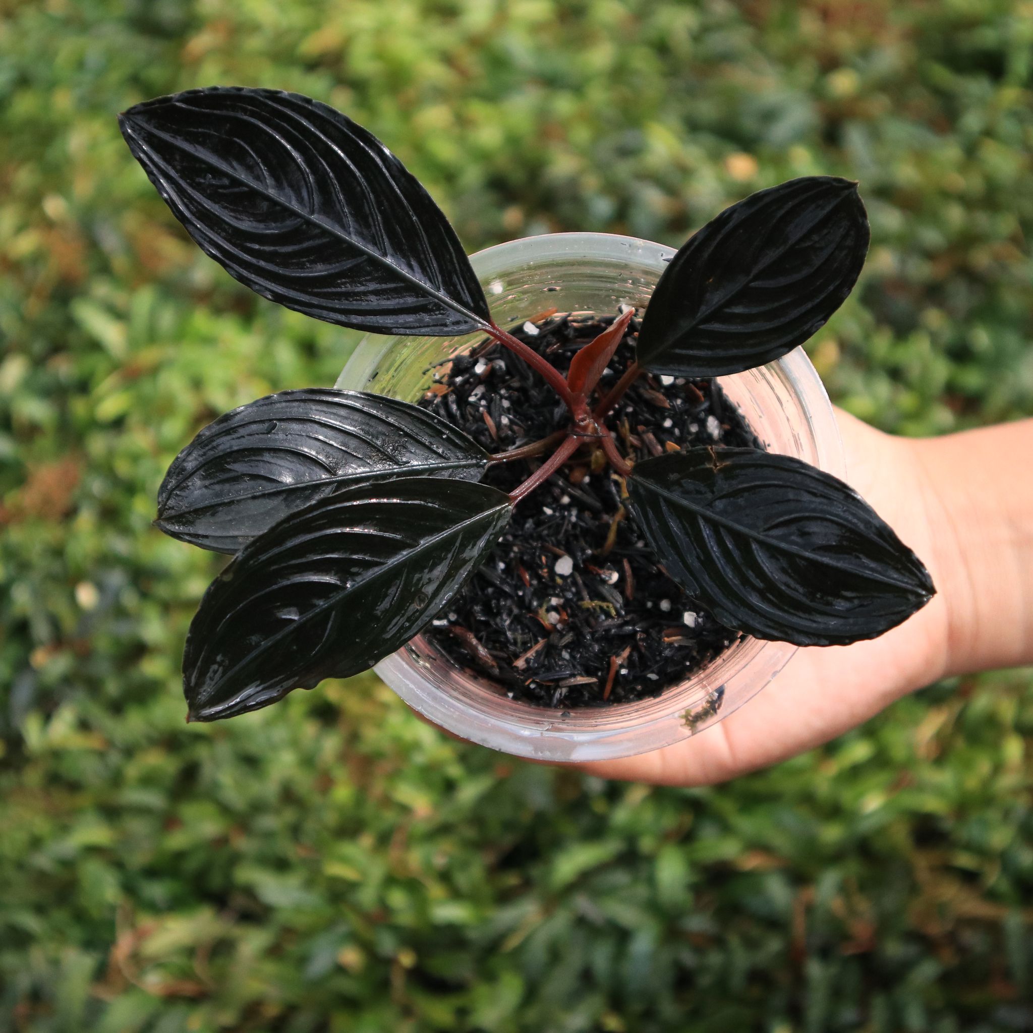 Bucephalandra Species and Single Loose Archives - Borneo Aquatic
