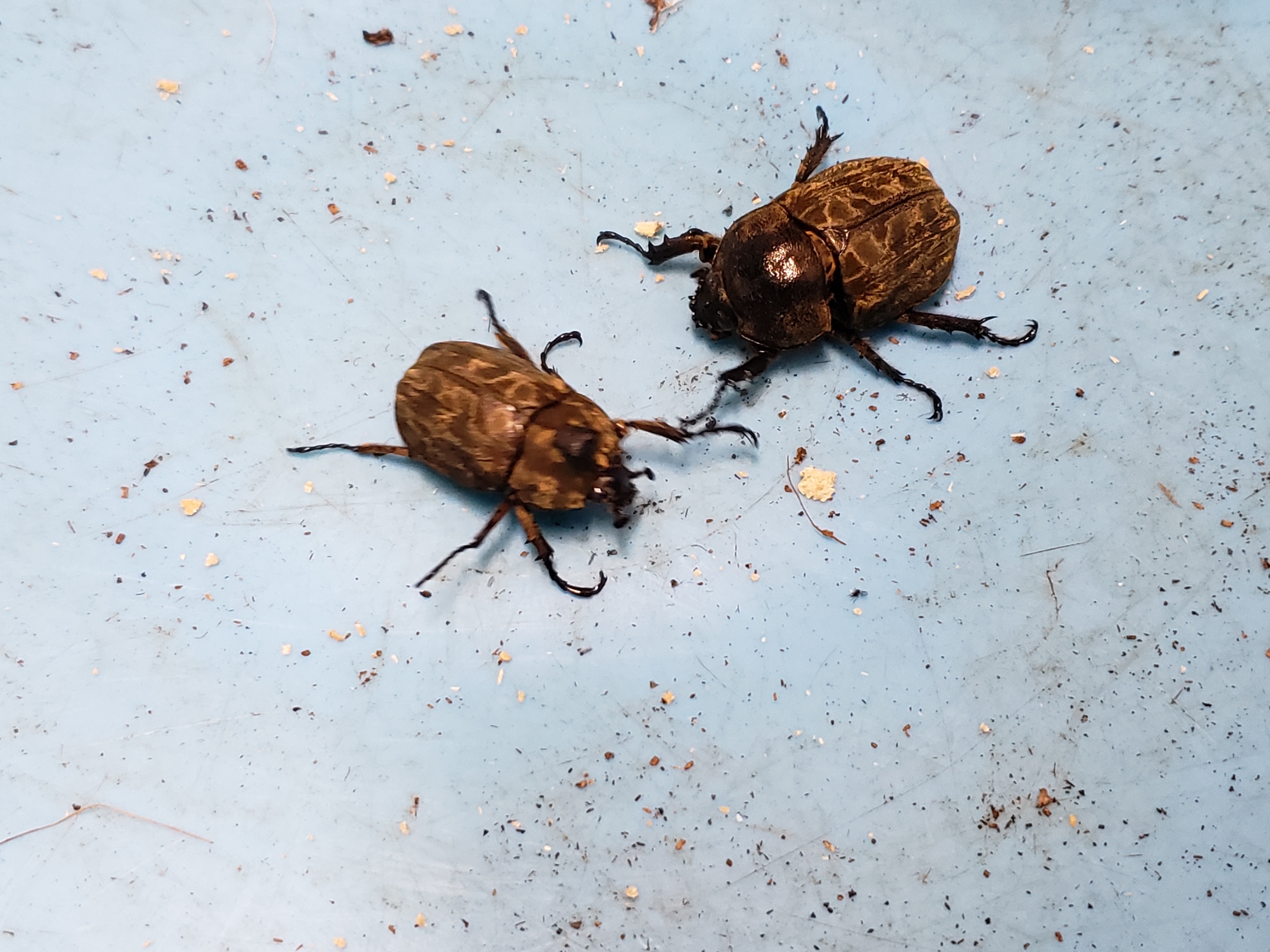 サオトメ島産ラティカバトゥスサイカブト63mm