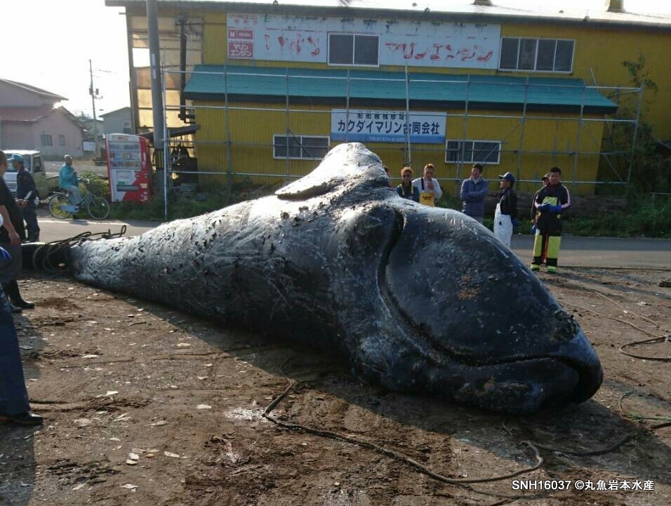 SNH16037 [混獲] 北海道茅部郡森町(噴火湾) セミクジラ – Stranding