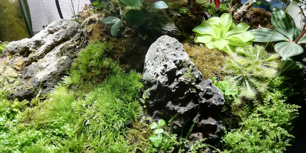 山苔（ホソバオキナゴケ）アクアテラリウム水槽に使う