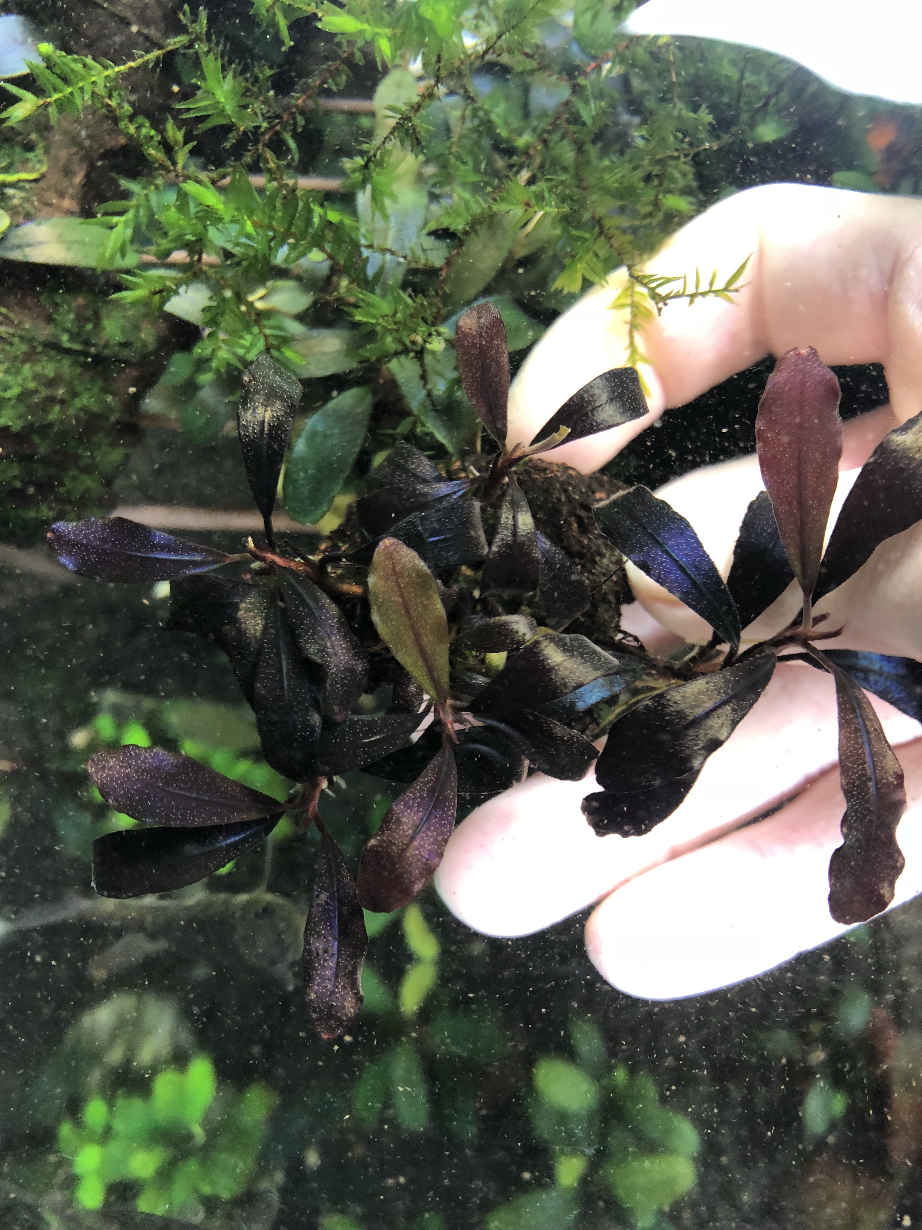 ブセファランドラ sp. Ghost 2011 Kalimantan （3株