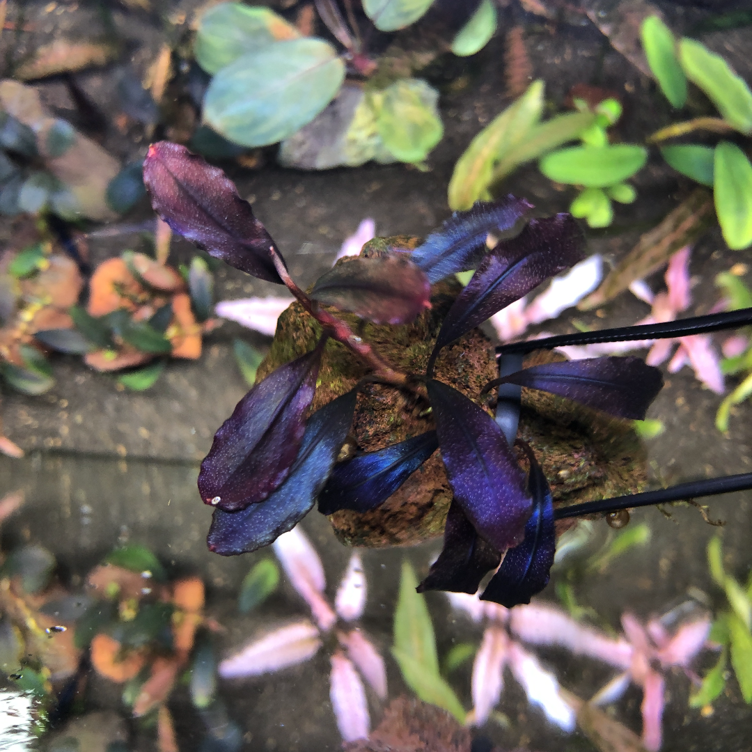 Bucephalandra sp.Ghost kalimantan 【公式通販】