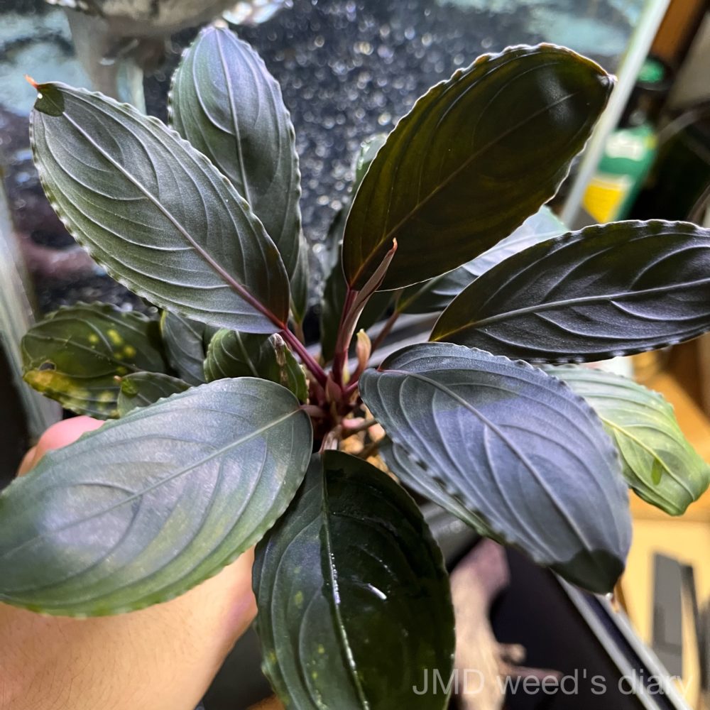 まとめ出品-ブセファランドラ スケルトンキング40株＋小さい6株 まとめ