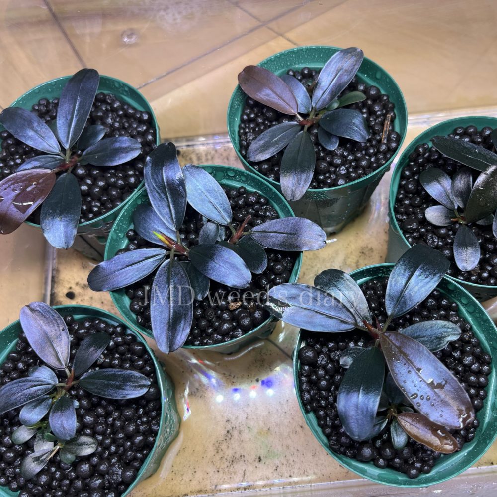 ブセファランドラ sp5種セット ブセファランドラ 水上育成株 5種類セット